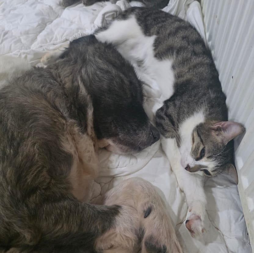 Roshka – Domestic Short Hair, available for adoption through GWARP
