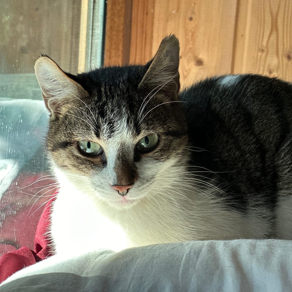 Roshka – Domestic Short Hair, available for adoption through GWARP