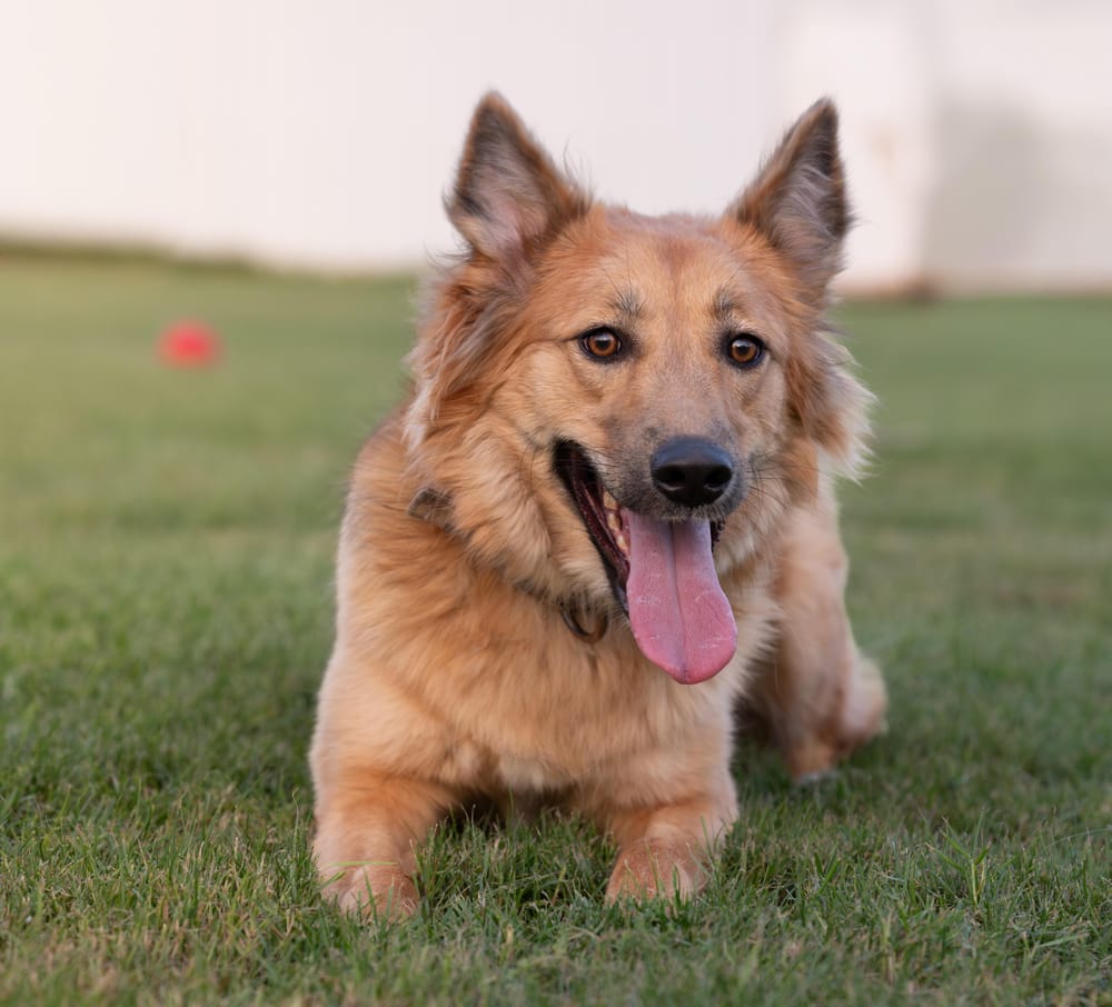 Roxie – Golden Retriever & Saluki Mix, available for adoption through GWARP