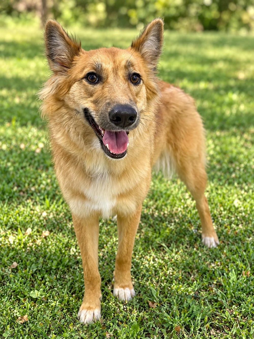 Roxie – Golden Retriever & Saluki Mix, available for adoption through GWARP