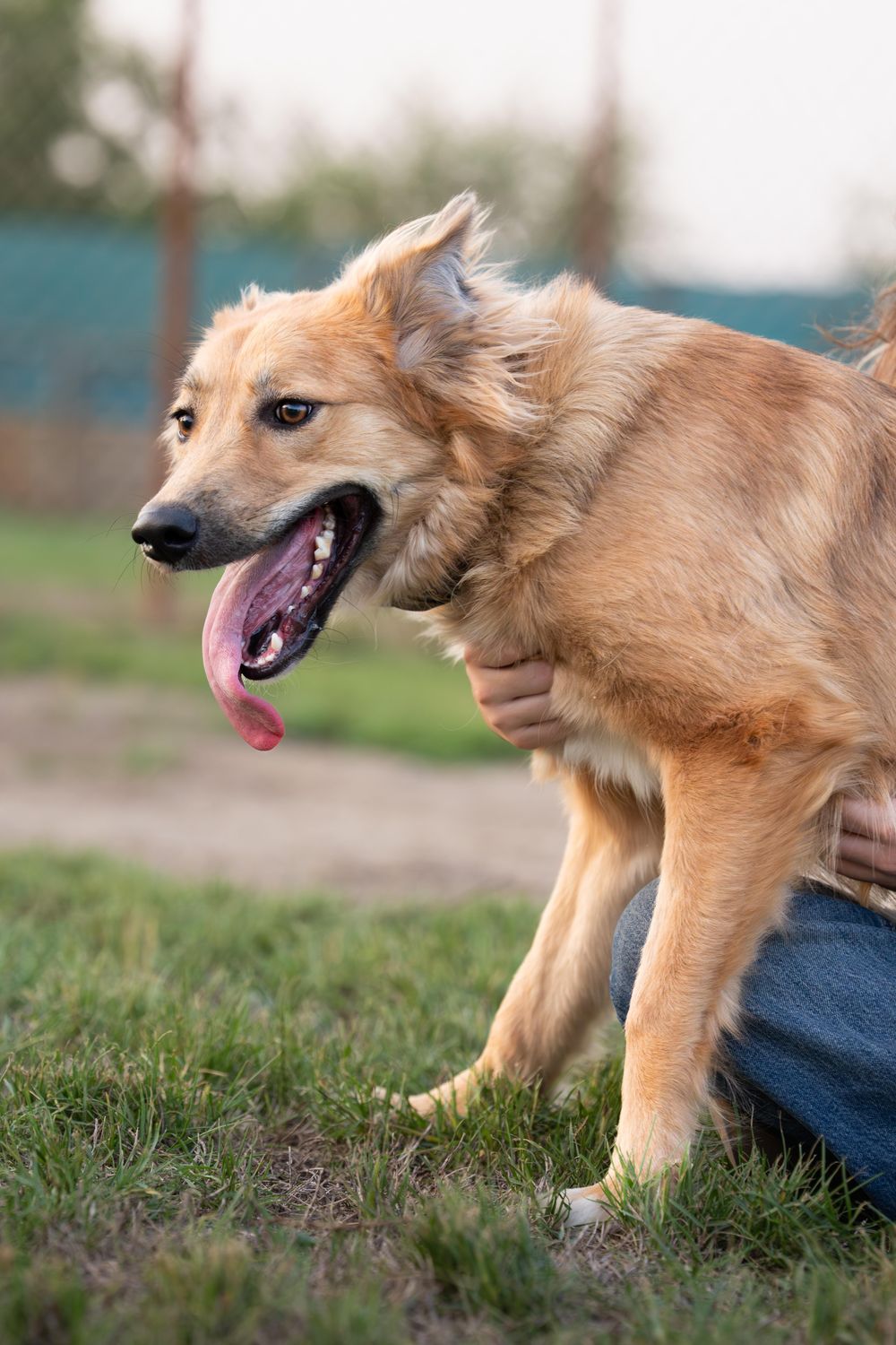 Roxie – Golden Retriever & Saluki Mix, available for adoption through GWARP