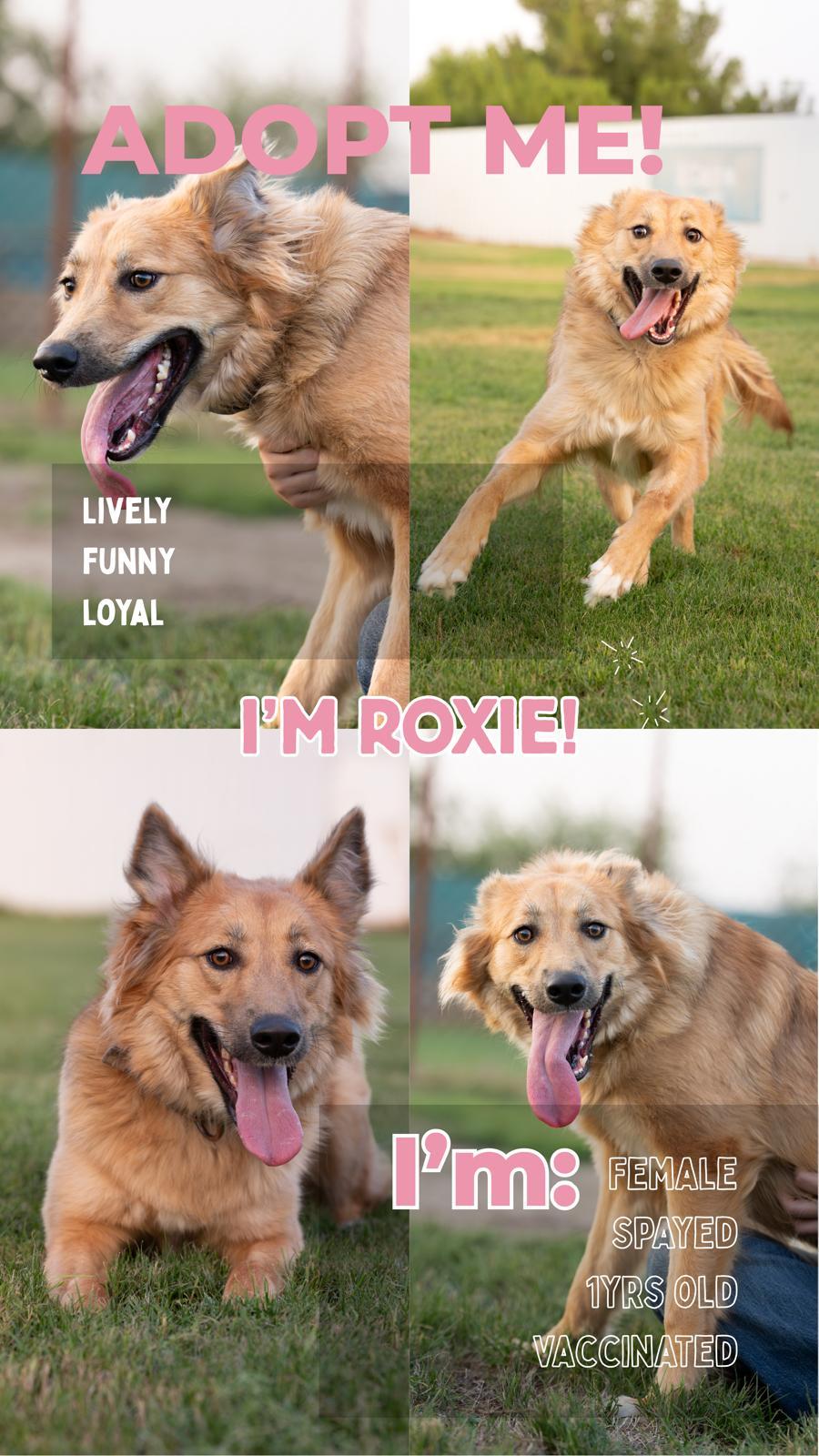 Roxie – Golden Retriever & Saluki Mix, available for adoption through GWARP