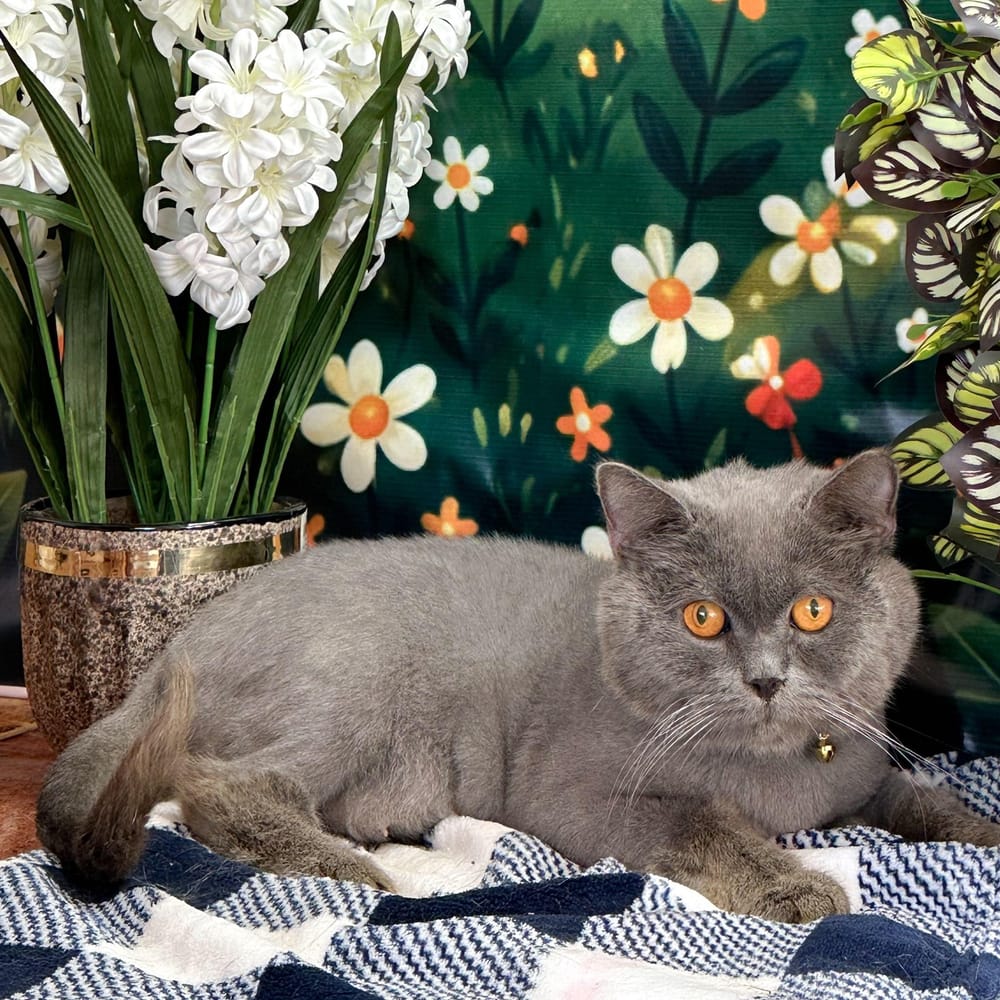 Rubin – Domestic Short Hair, available for adoption through GWARP