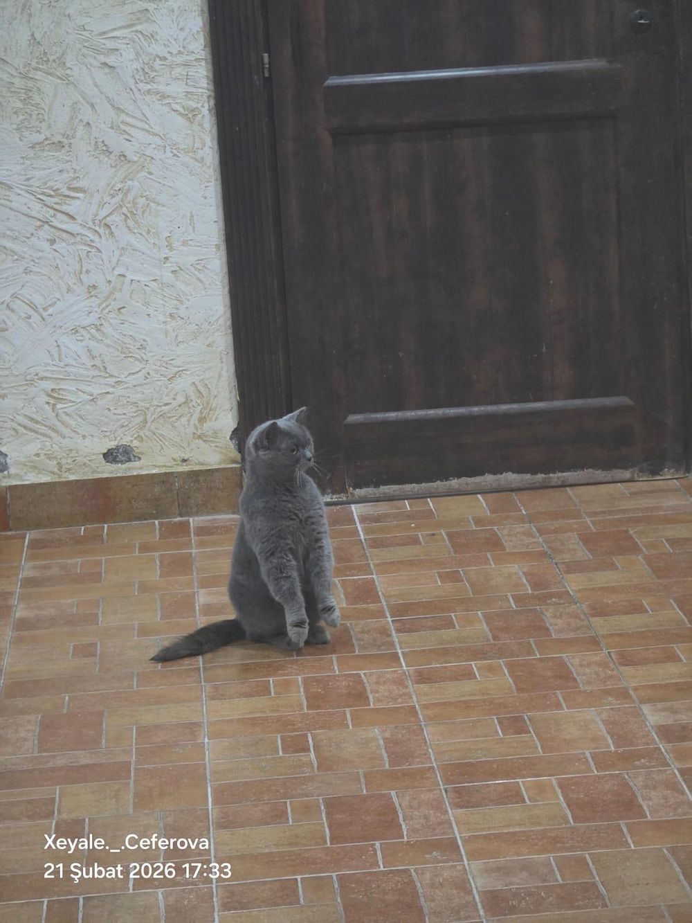 Rubin – Domestic Short Hair, available for adoption through GWARP