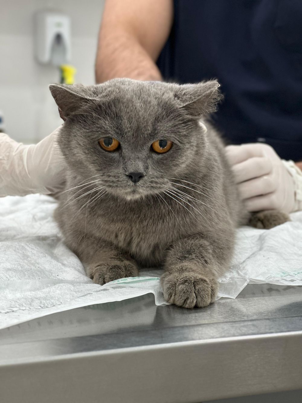 Rubin – Domestic Short Hair, available for adoption through GWARP