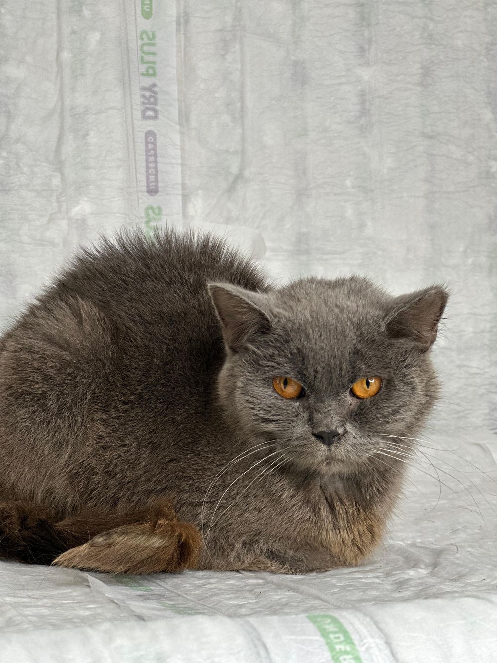 Rubin – Domestic Short Hair, available for adoption through GWARP