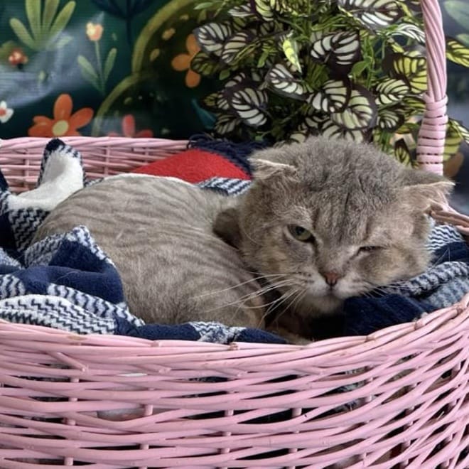 Rue – Scottish Fold, available for adoption through GWARP