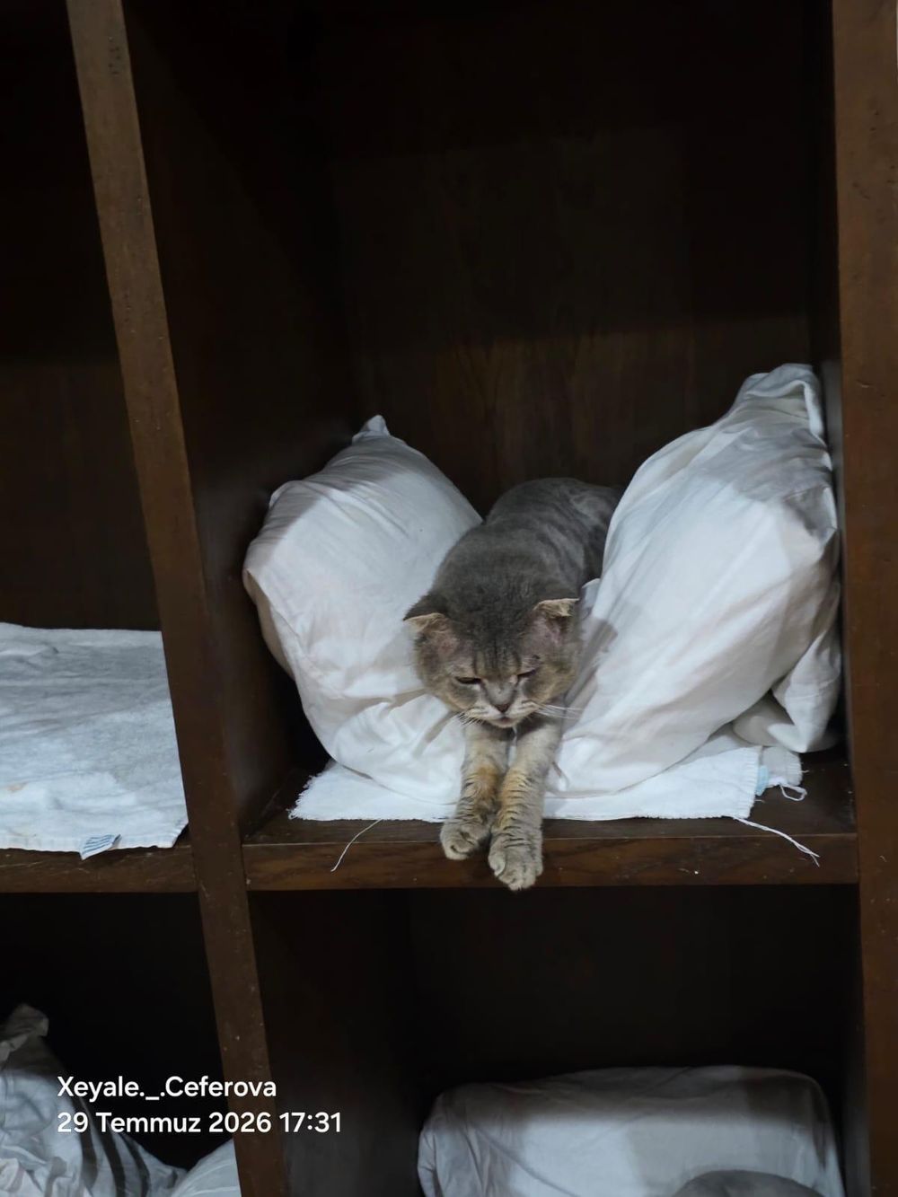 Rue – Scottish Fold, available for adoption through GWARP