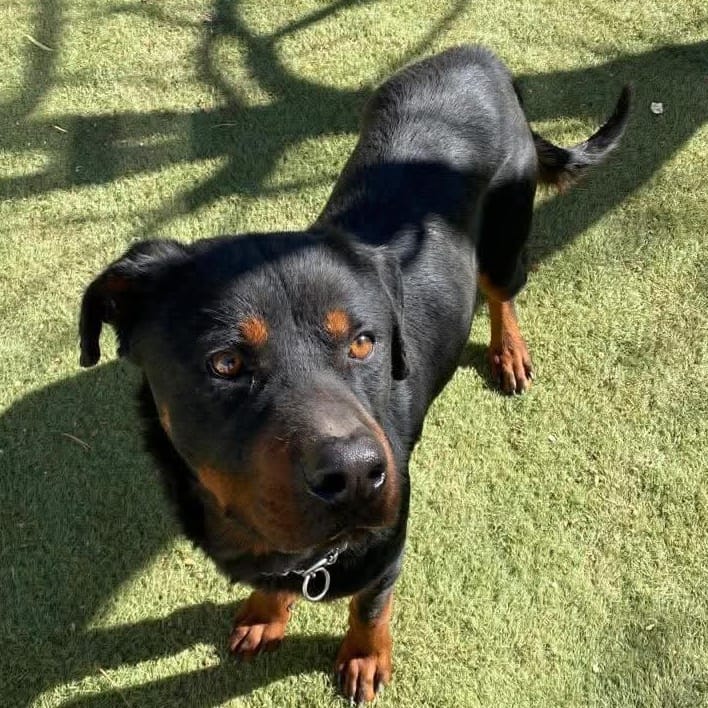 Safi – Rottweiler, available for adoption through GWARP