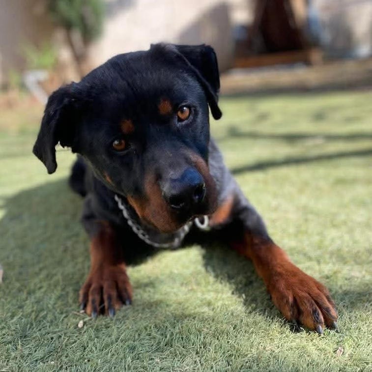 Safi – Rottweiler, available for adoption through GWARP