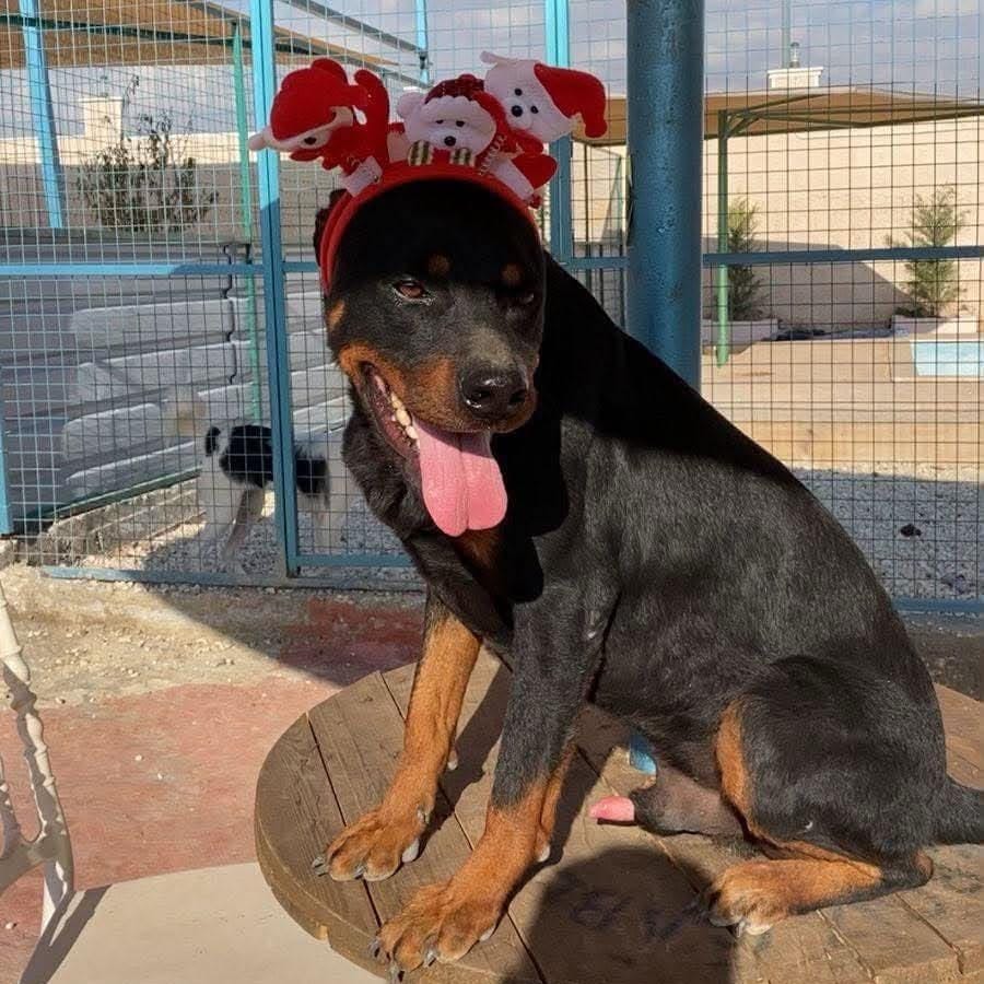 Safi – Rottweiler, available for adoption through GWARP