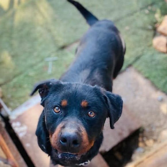Safi – Rottweiler, available for adoption through GWARP