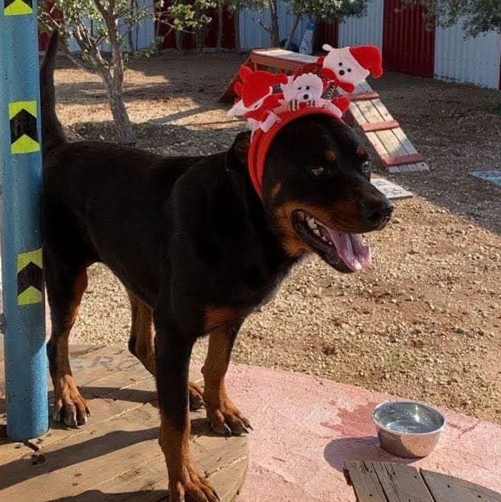 Safi – Rottweiler, available for adoption through GWARP