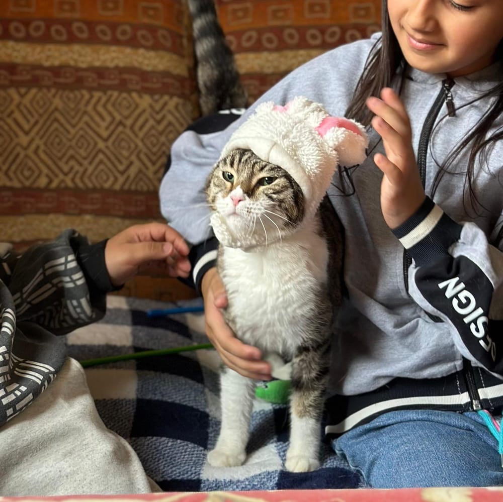 Sandra – Domestic Short Hair, available for adoption through GWARP