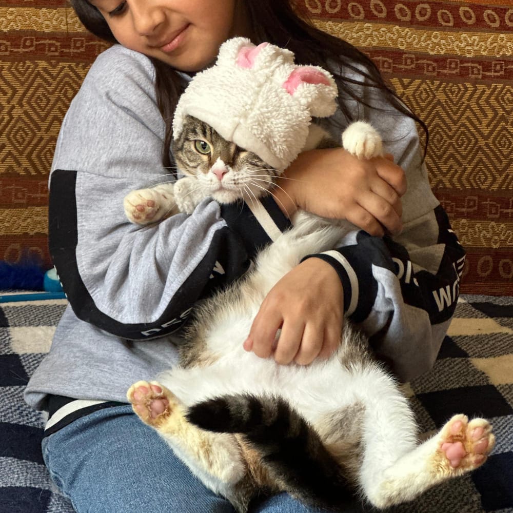 Sandra – Domestic Short Hair, available for adoption through GWARP