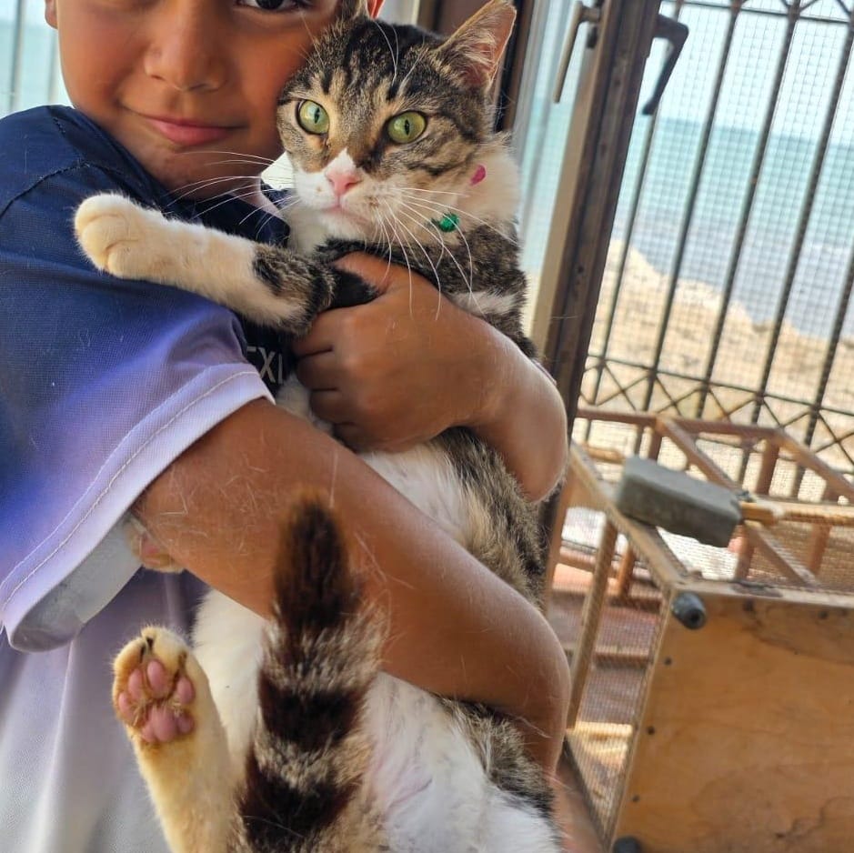 Sandra – Domestic Short Hair, available for adoption through GWARP
