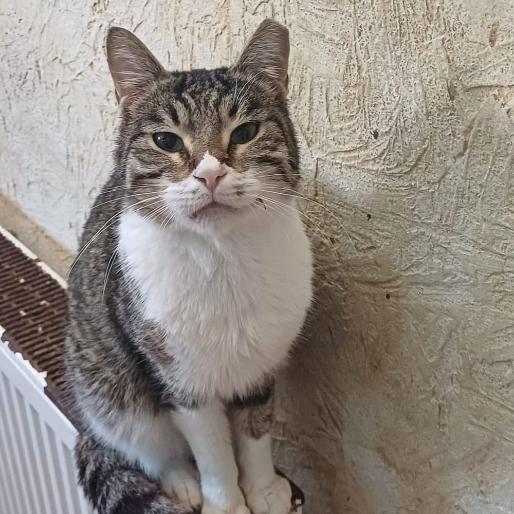 Sandra – Domestic Short Hair, available for adoption through GWARP