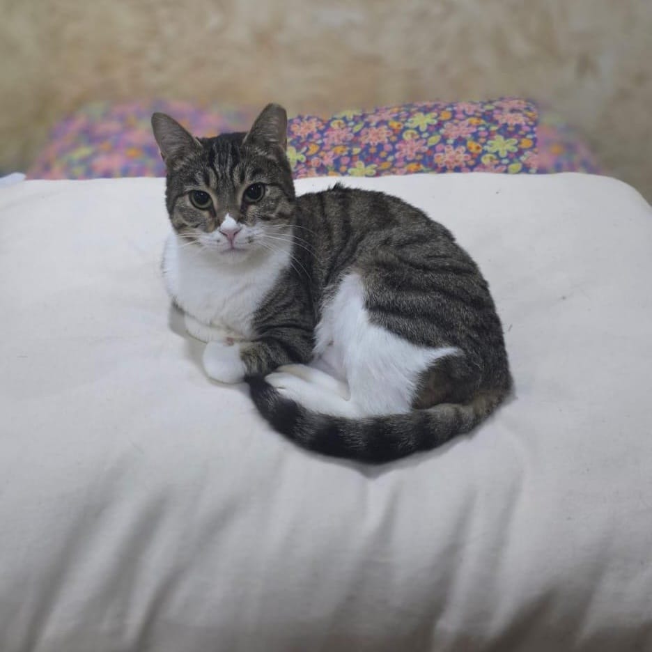 Sandra – Domestic Short Hair, available for adoption through GWARP