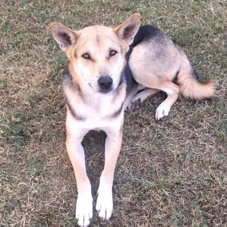 Sasha – Husky, available for adoption through GWARP
