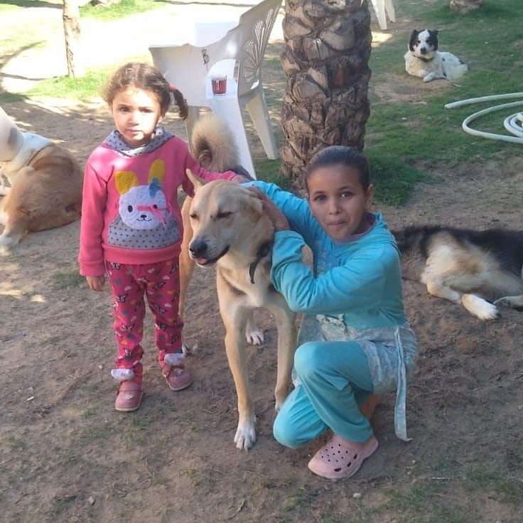 Sasha – Husky, available for adoption through GWARP