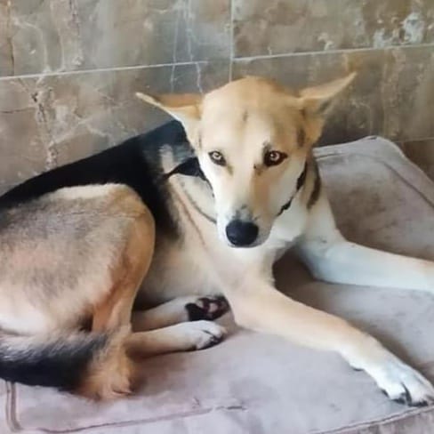 Sasha – Husky, available for adoption through GWARP