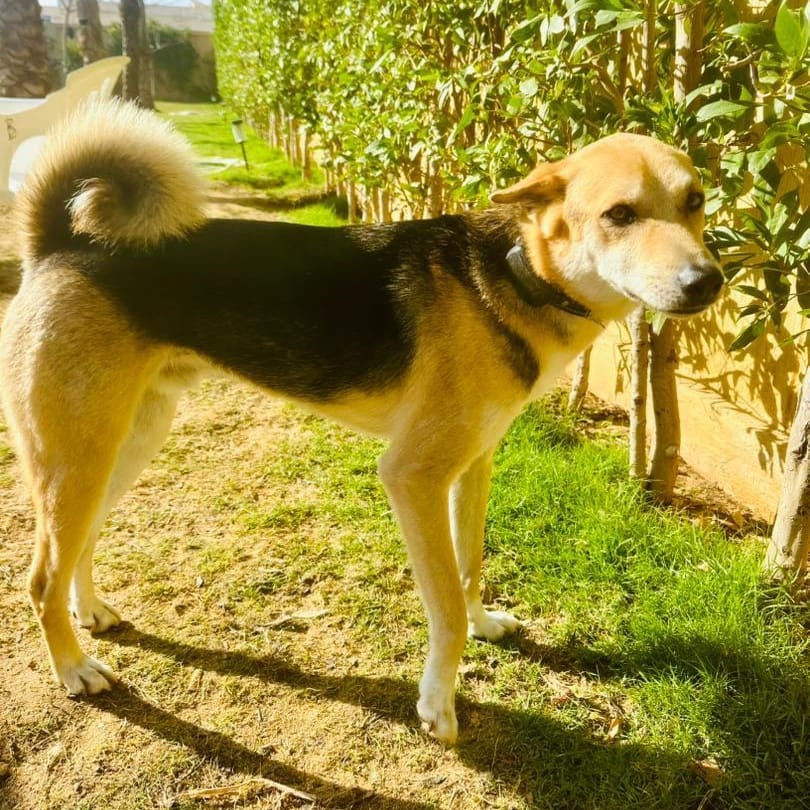 Sasha – Husky, available for adoption through GWARP