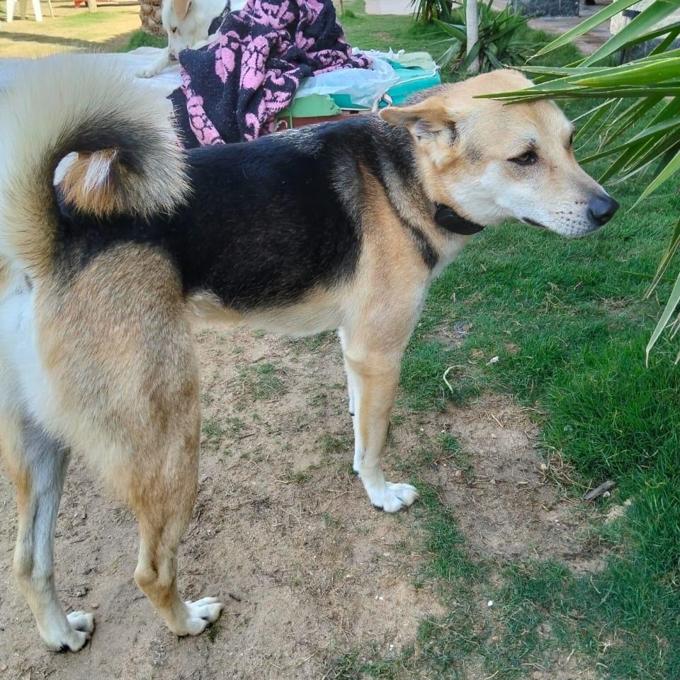 Sasha – Husky, available for adoption through GWARP