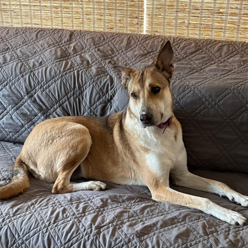 Shiloh – Shepherd & Canaan Dog Mix, available for adoption through GWARP