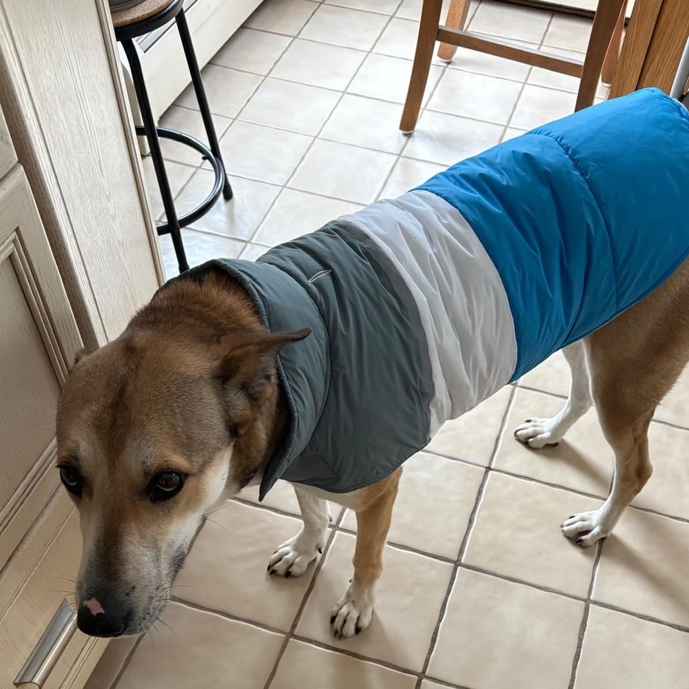 Shiloh – Shepherd & Canaan Dog Mix, available for adoption through GWARP