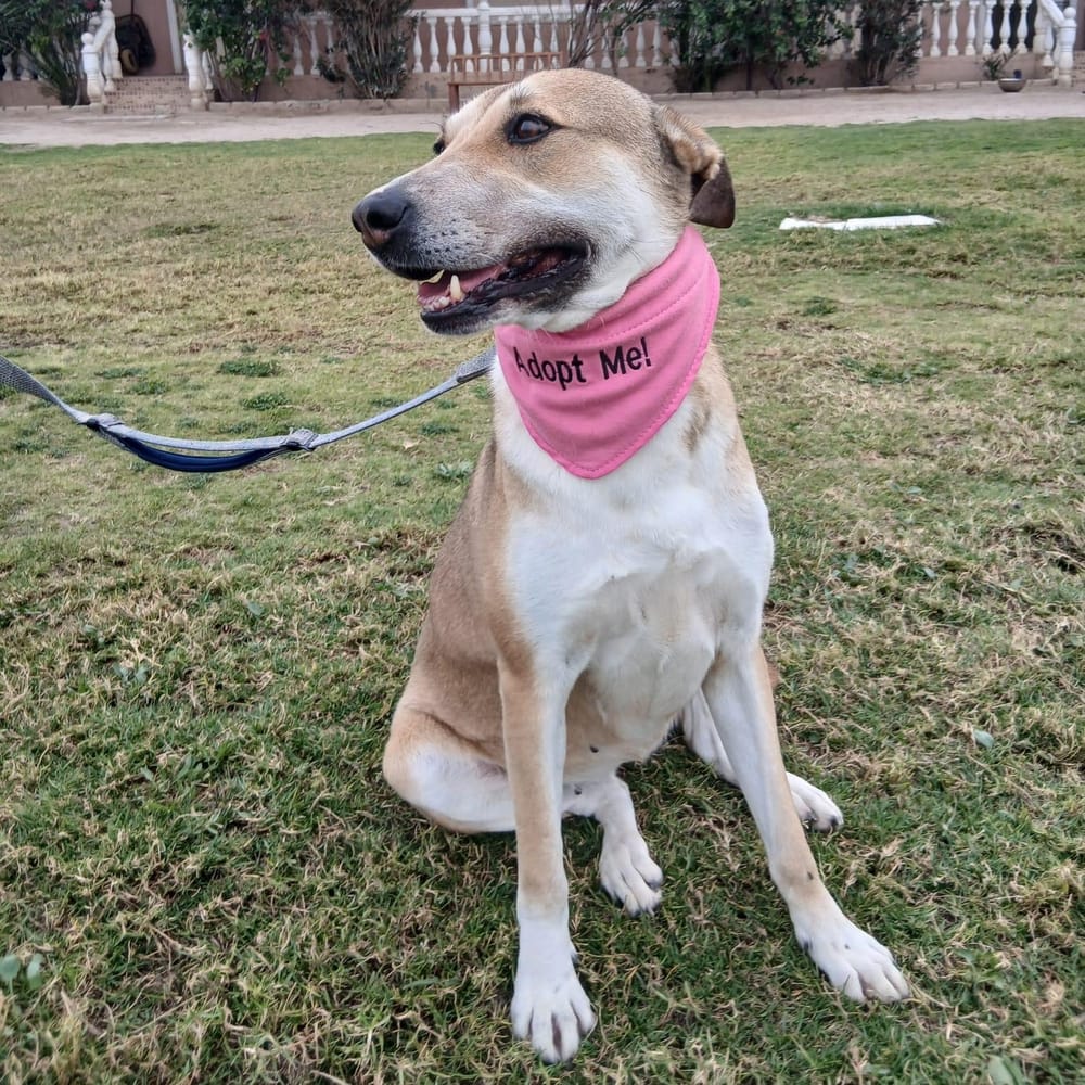 Shiloh – Shepherd & Canaan Dog Mix, available for adoption through GWARP