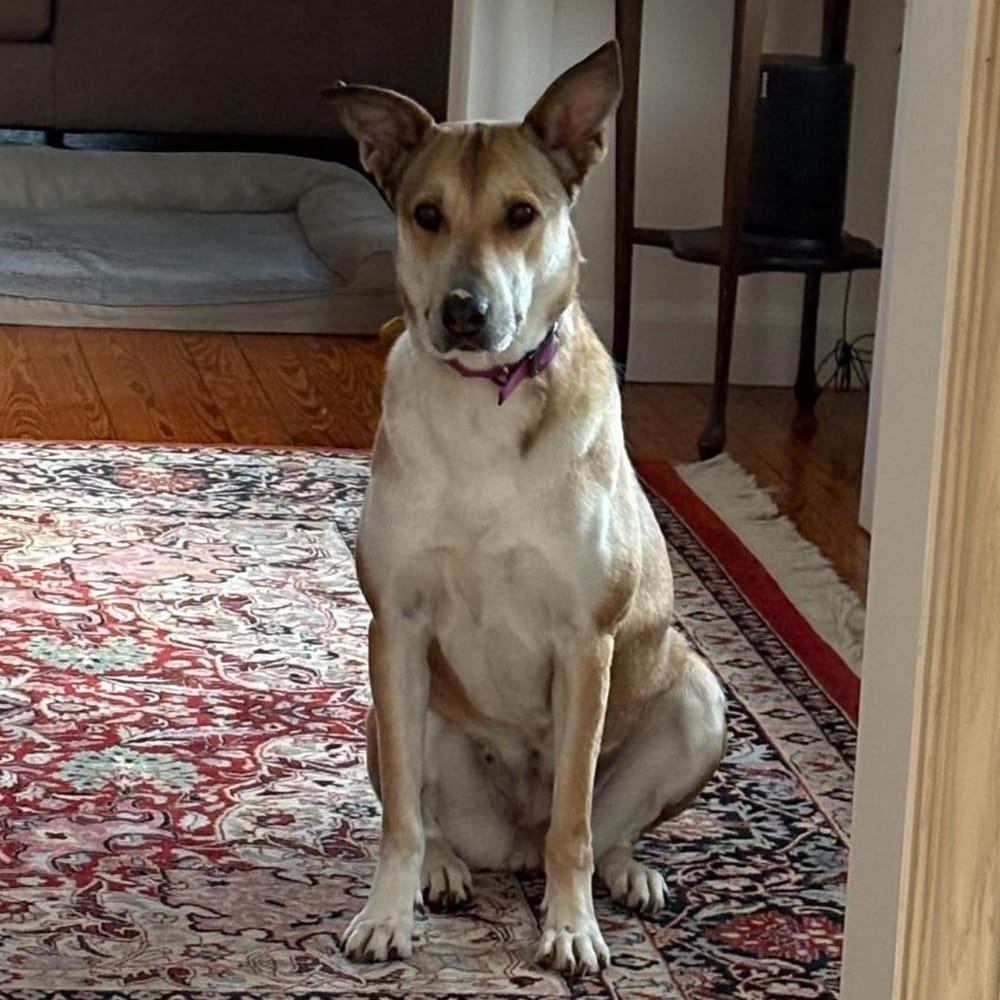 Shiloh – Shepherd & Canaan Dog Mix, available for adoption through GWARP
