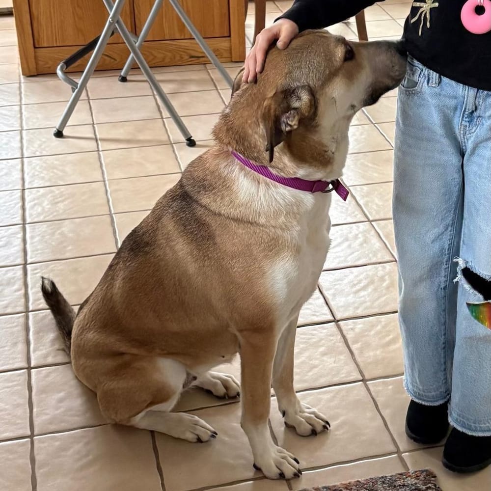 Shiloh – Shepherd & Canaan Dog Mix, available for adoption through GWARP