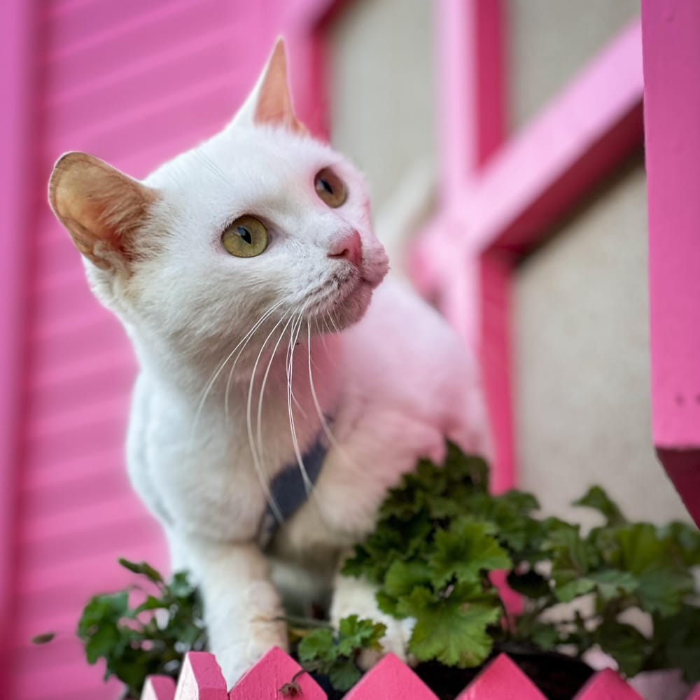 Siama – Domestic Short Hair, available for adoption through GWARP