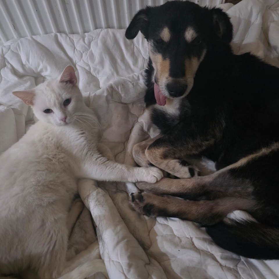 Siama – Domestic Short Hair, available for adoption through GWARP