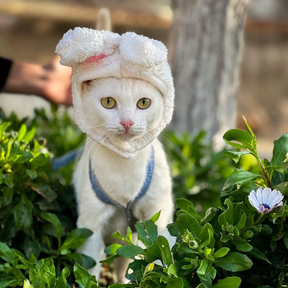 Siama – Domestic Short Hair, available for adoption through GWARP