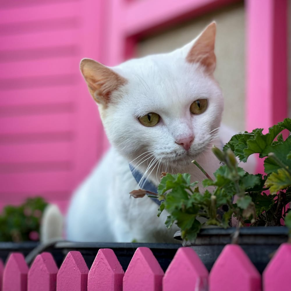 Siama – Domestic Short Hair, available for adoption through GWARP