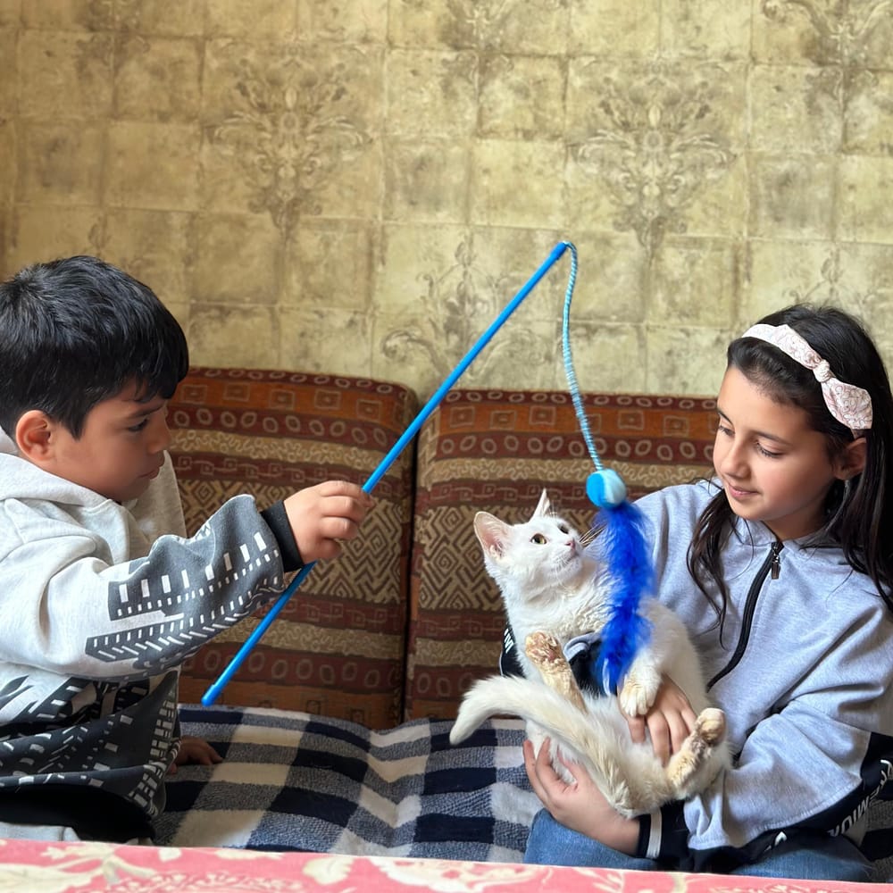 Siama – Domestic Short Hair, available for adoption through GWARP