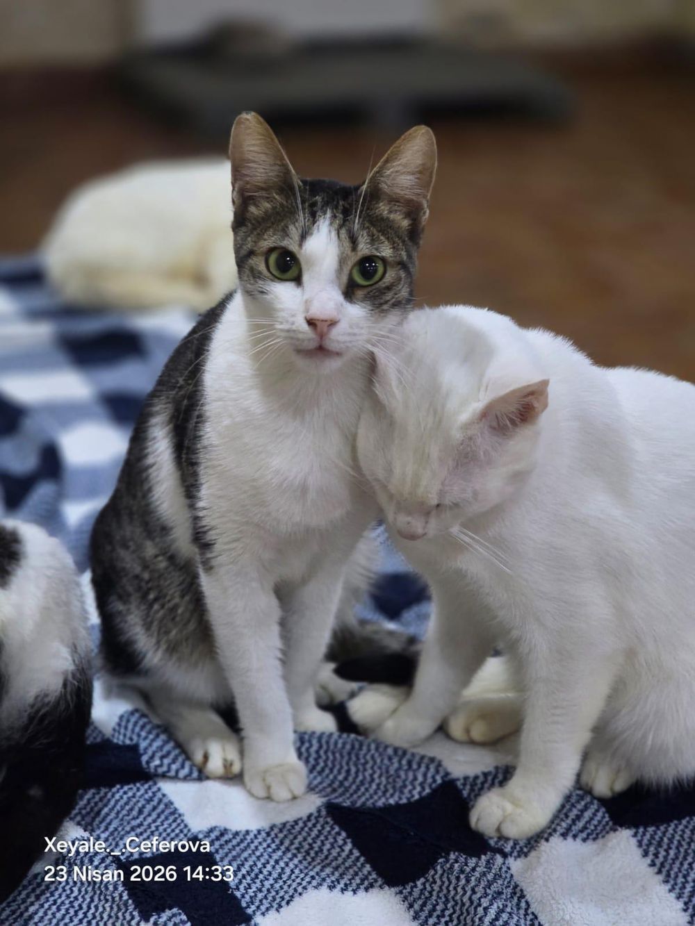 Simba – Domestic Short Hair, available for adoption through GWARP