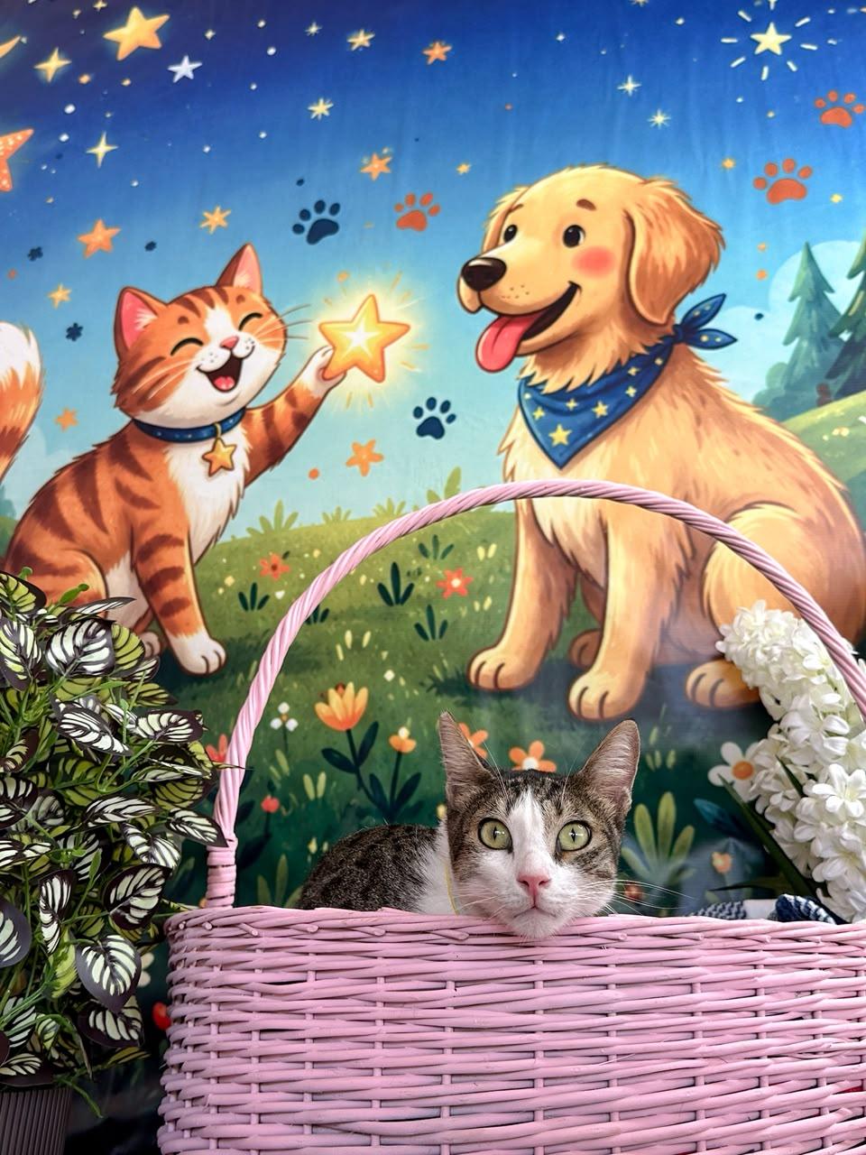Simba – Domestic Short Hair, available for adoption through GWARP