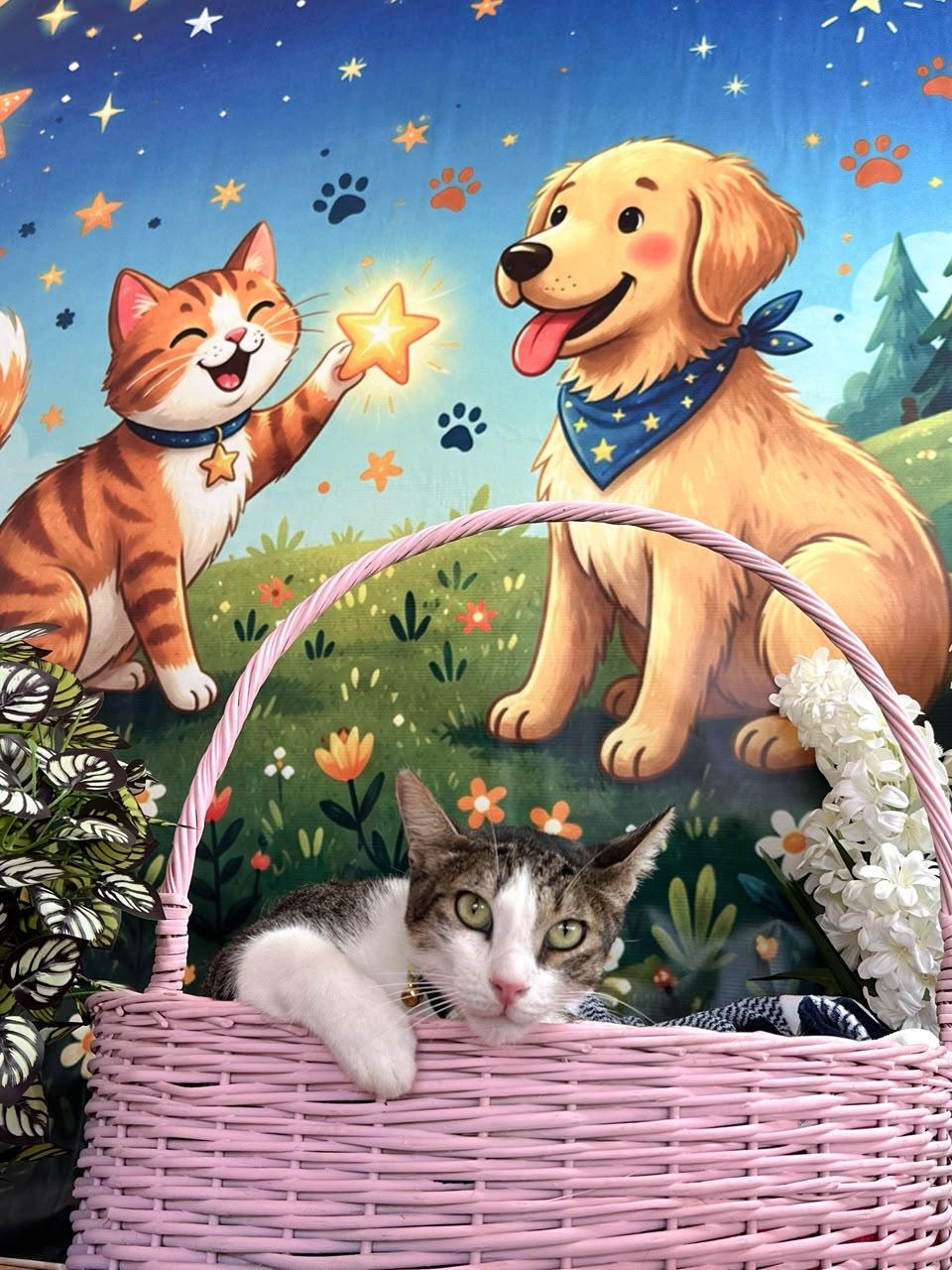Simba – Domestic Short Hair, available for adoption through GWARP