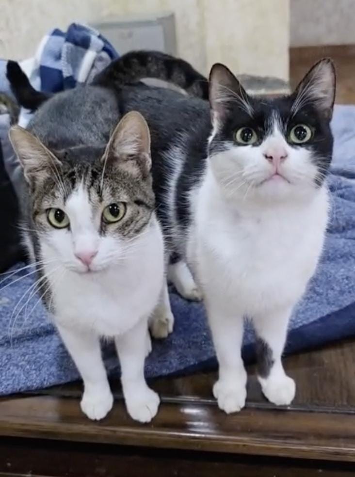 Simba – Domestic Short Hair, available for adoption through GWARP