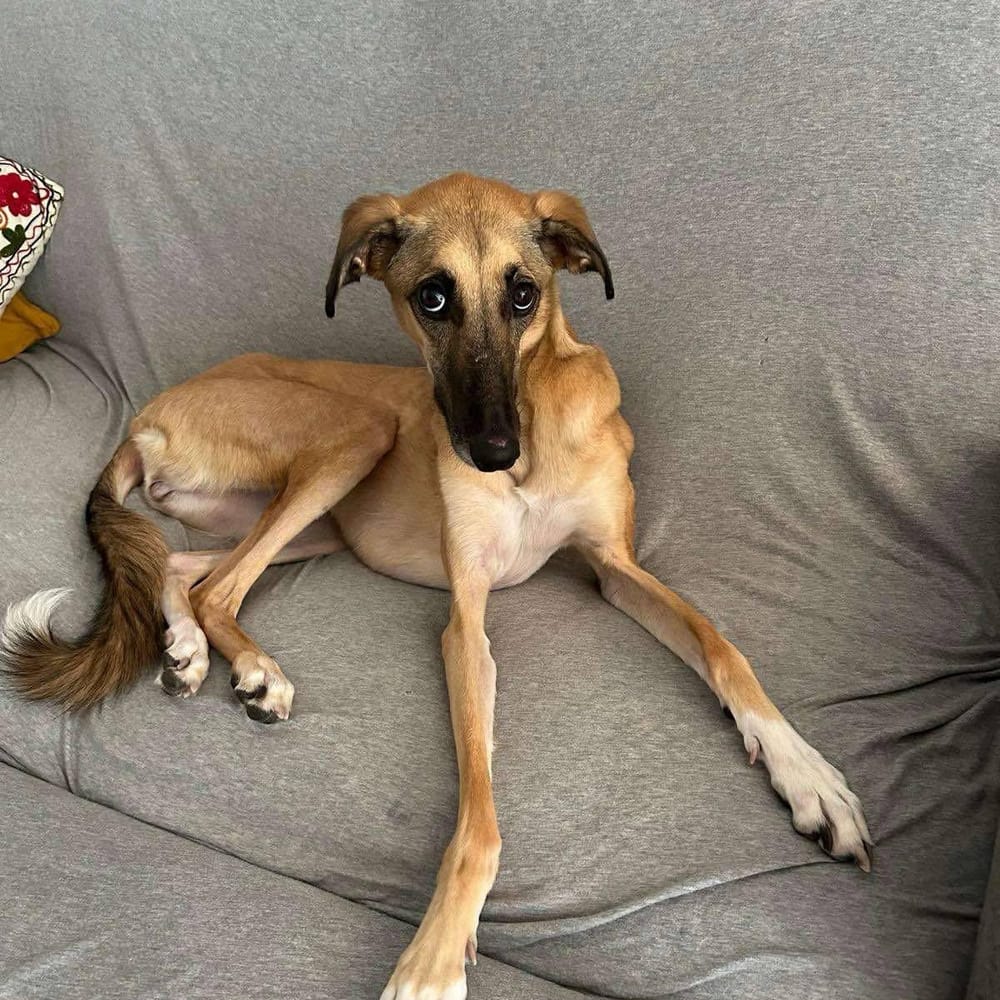 Simone – Saluki, available for adoption through GWARP