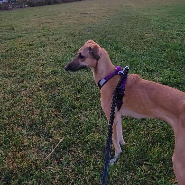Simone – Saluki, available for adoption through GWARP