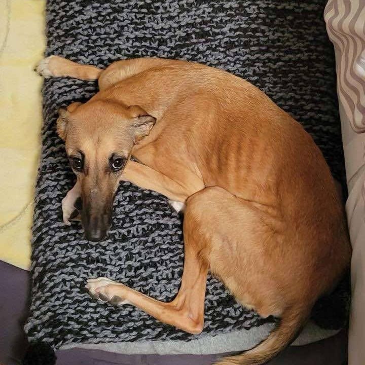 Simone – Saluki, available for adoption through GWARP