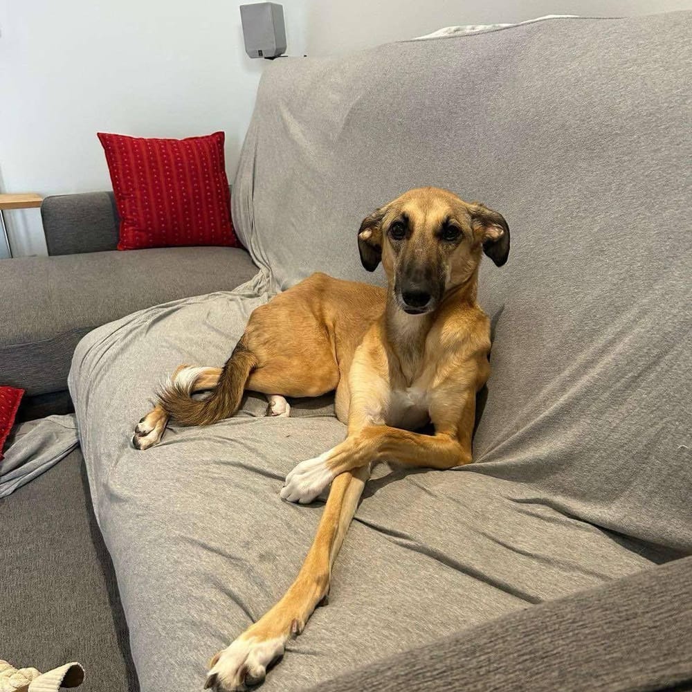 Simone – Saluki, available for adoption through GWARP