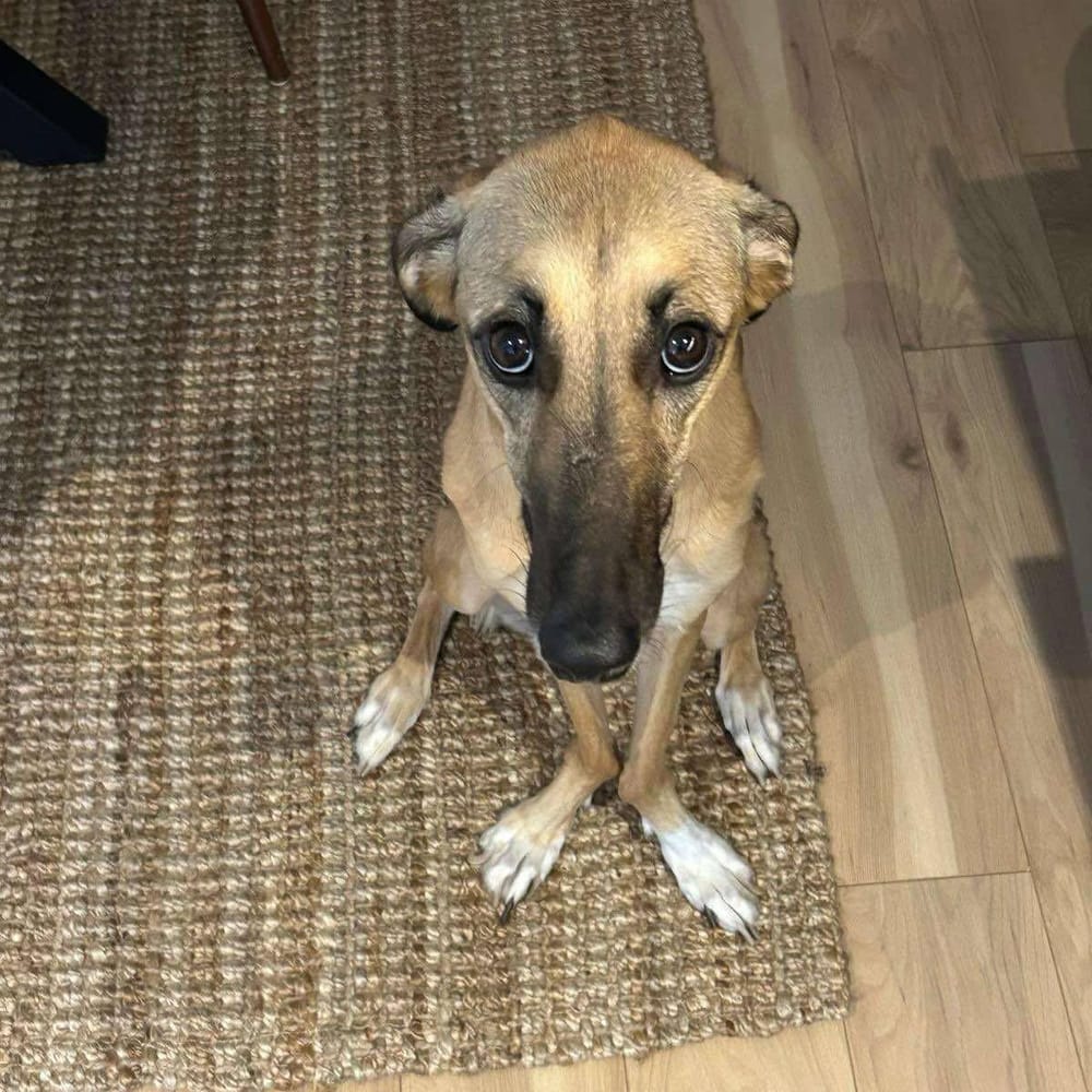 Simone – Saluki, available for adoption through GWARP