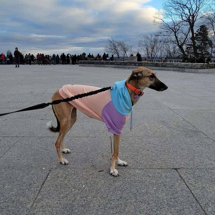 Simone – Saluki, available for adoption through GWARP
