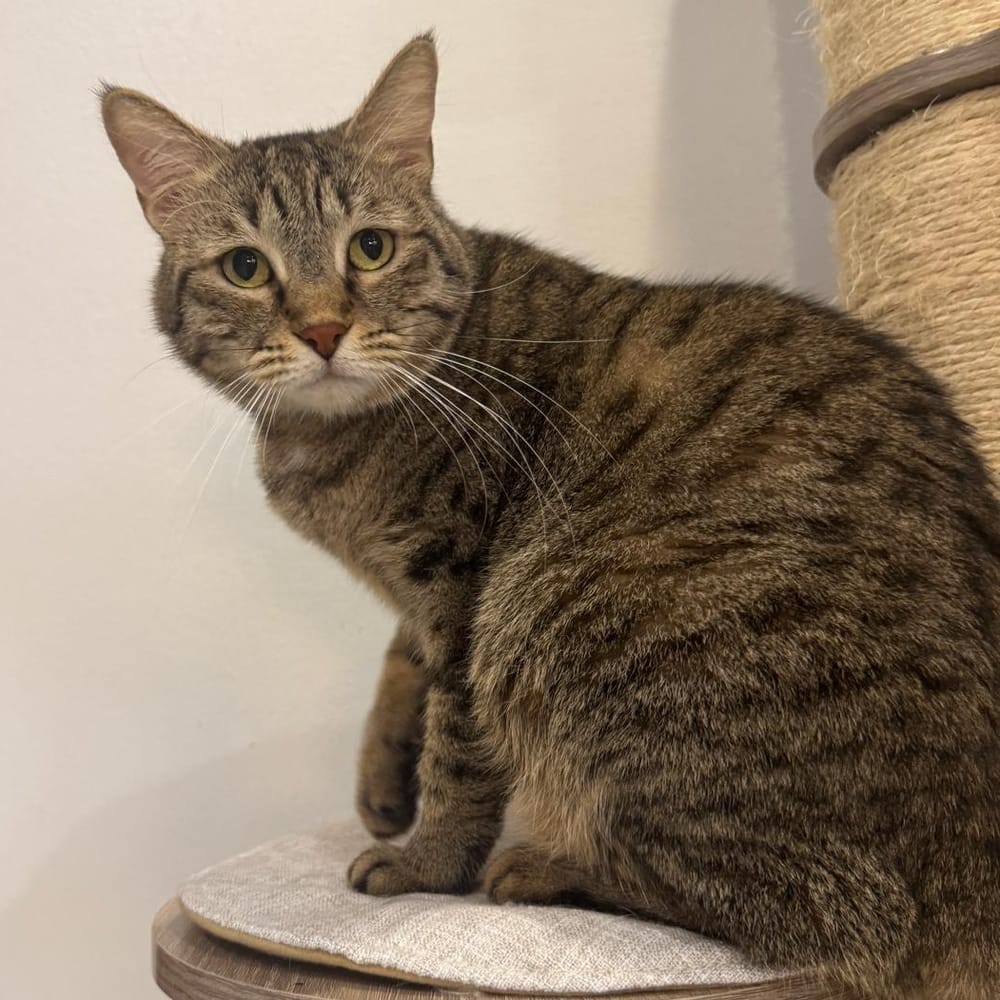 Sky – Domestic Short Hair, available for adoption through GWARP