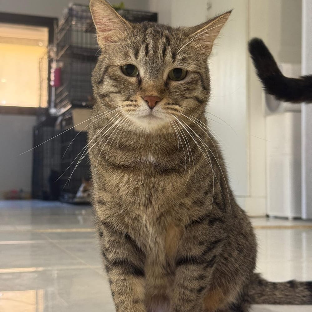 Sky – Domestic Short Hair, available for adoption through GWARP