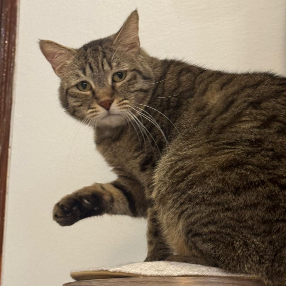 Sky – Domestic Short Hair, available for adoption through GWARP